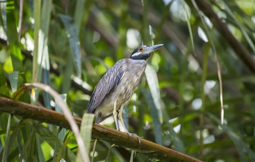 Costa Rica Quest 9 Days