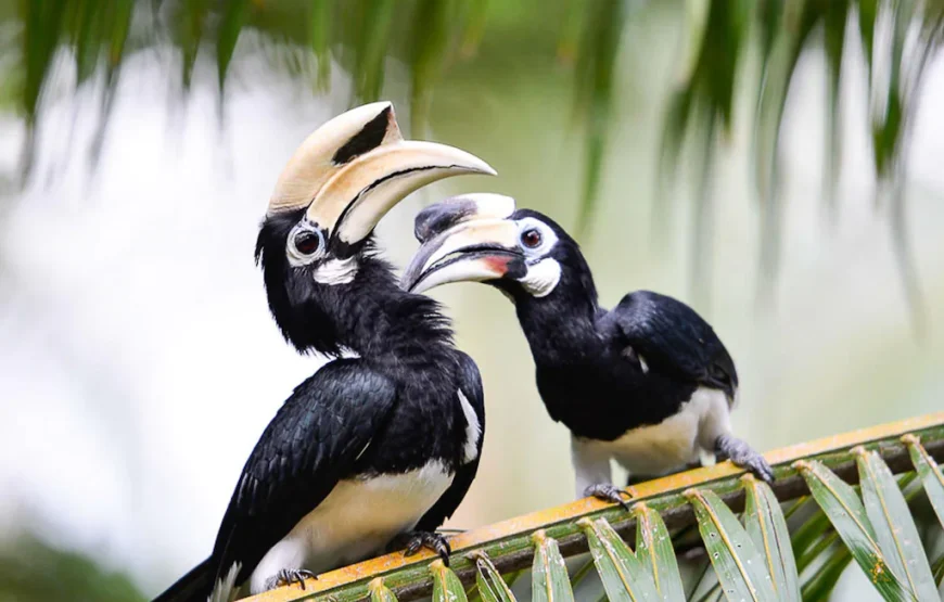 Paradise Koh Yao Resort Thailand trip w/air for 2 Adults (7 days-6 nights)
